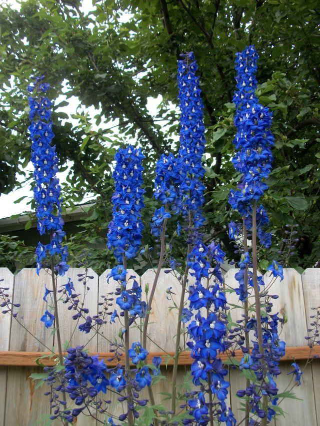 Photo of Delphinium 'King Arthur' uploaded by Oberon46
