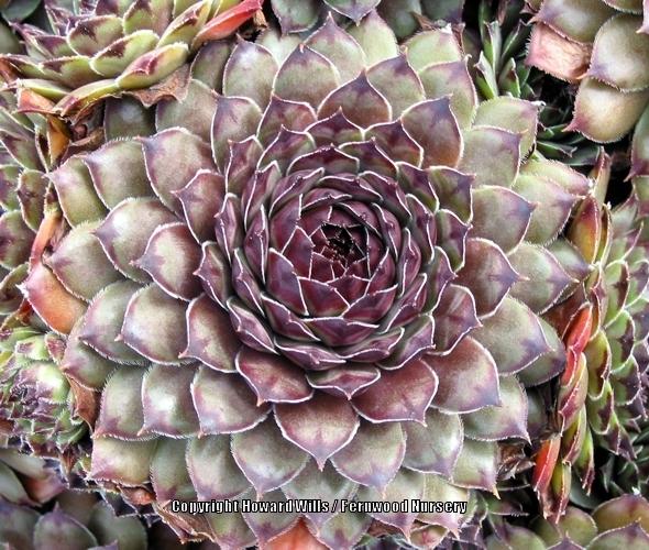 Photo of Hen and Chicks (Sempervivum calcareum 'Tristesse') uploaded by Patty
