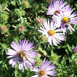 Location: Aster Hill - near shed, full sun
Date: 2014-10-18
It's near impossible to get a photo without bees.