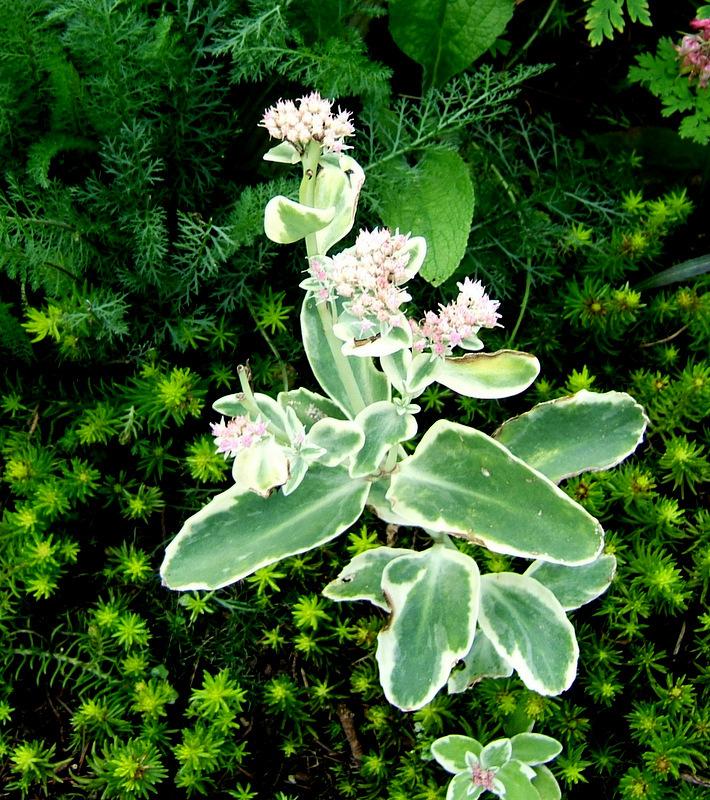 Photo of Stonecrop (Hylotelephium erythrostictum 'Frosty Morn') uploaded by pirl