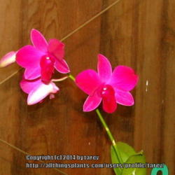 Location: At our garden - San Joaquin County, CA
Date: 2014-10-17 - Fall Season
Hot Pink blooms from a noid Dendrobium phalaenopsis