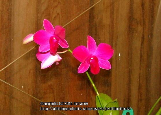 Photo of Orchid (Dendrobium) uploaded by tarev
