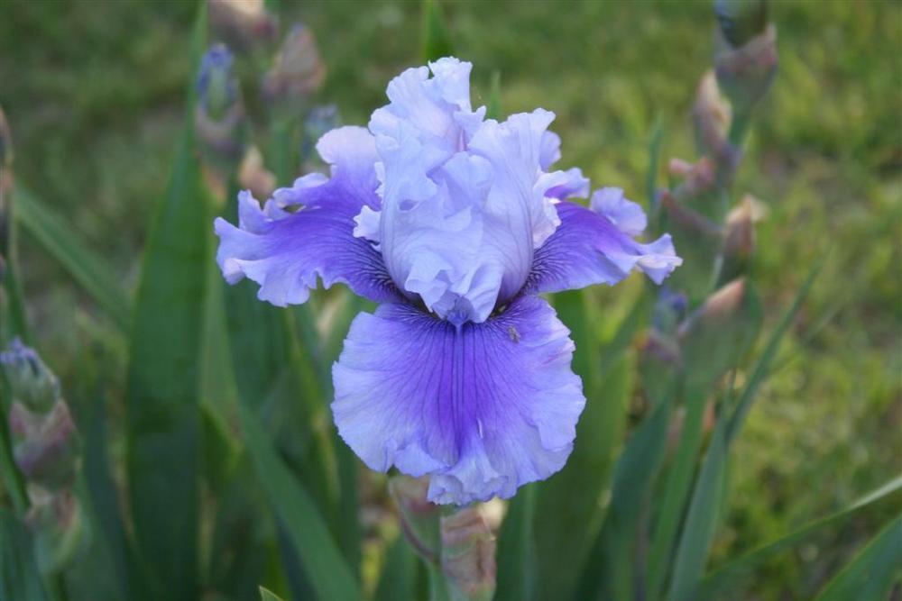 Photo of Tall Bearded Iris (Iris 'Solo Flight') uploaded by KentPfeiffer