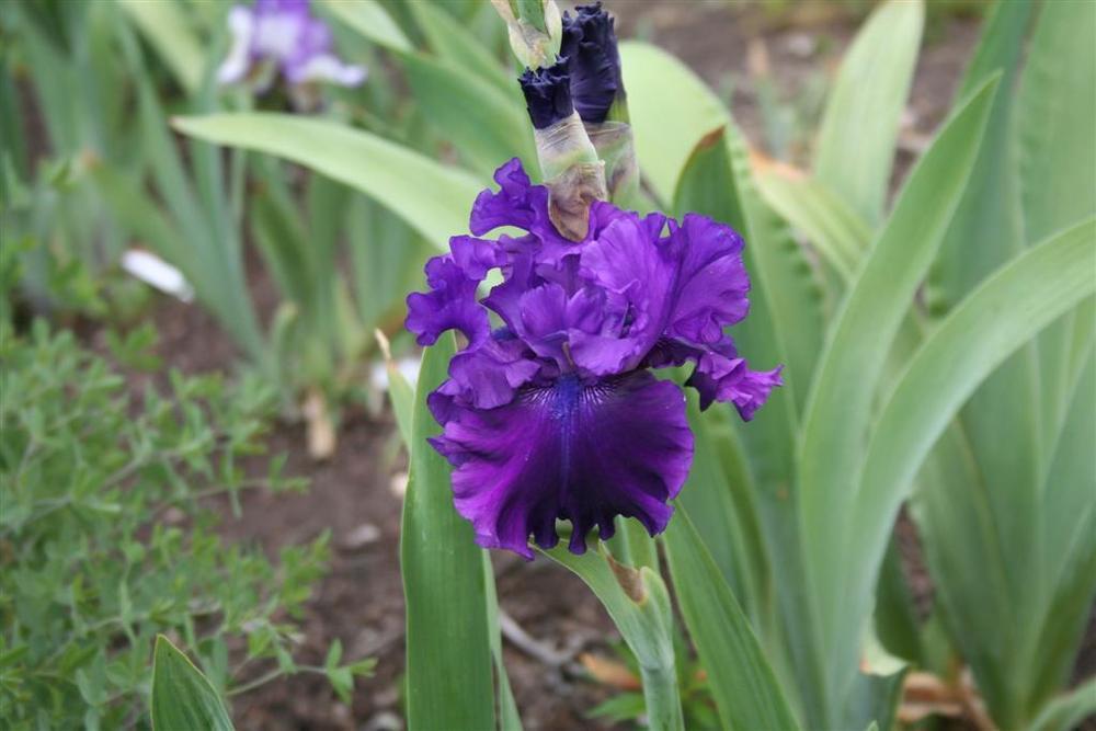 Photo of Tall Bearded Iris (Iris 'Standing Proud') uploaded by KentPfeiffer