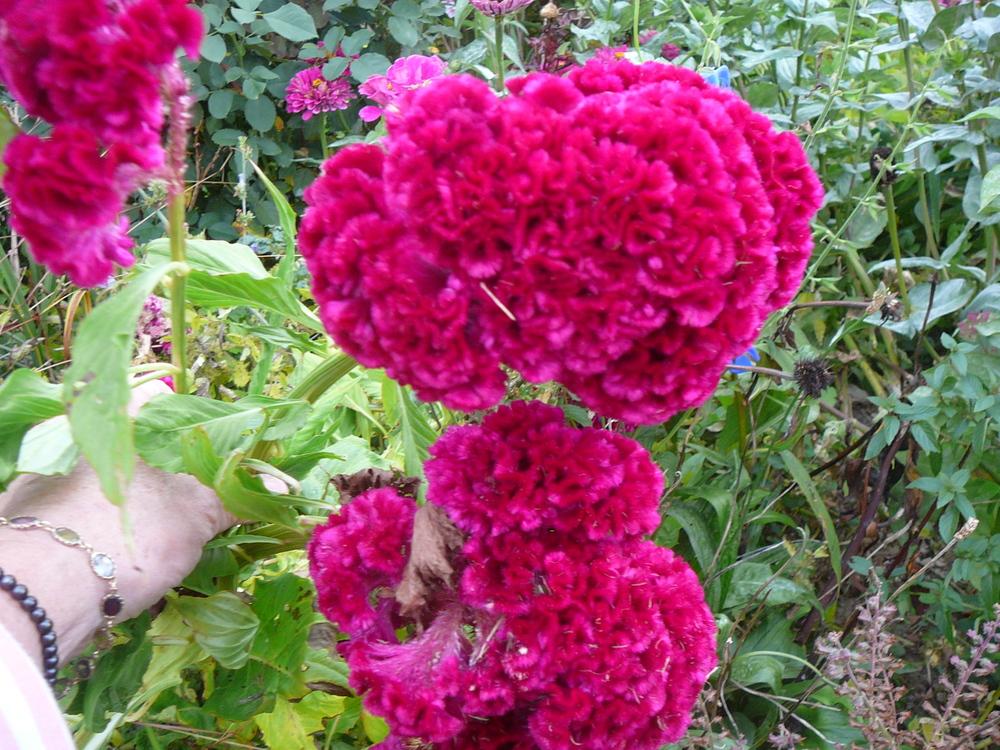 Photo of Cockscomb (Cristata Group) (Celosia argentea 'Amigo Red') uploaded by Roses_R_Red