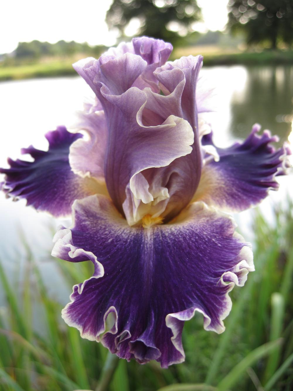 Photo of Tall Bearded Iris (Iris 'Secret Recipe') uploaded by barashka