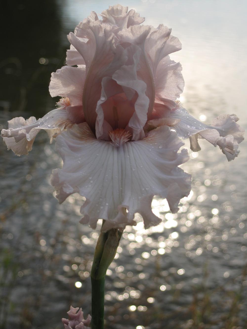 Photo of Tall Bearded Iris (Iris 'Rite of Passage') uploaded by barashka