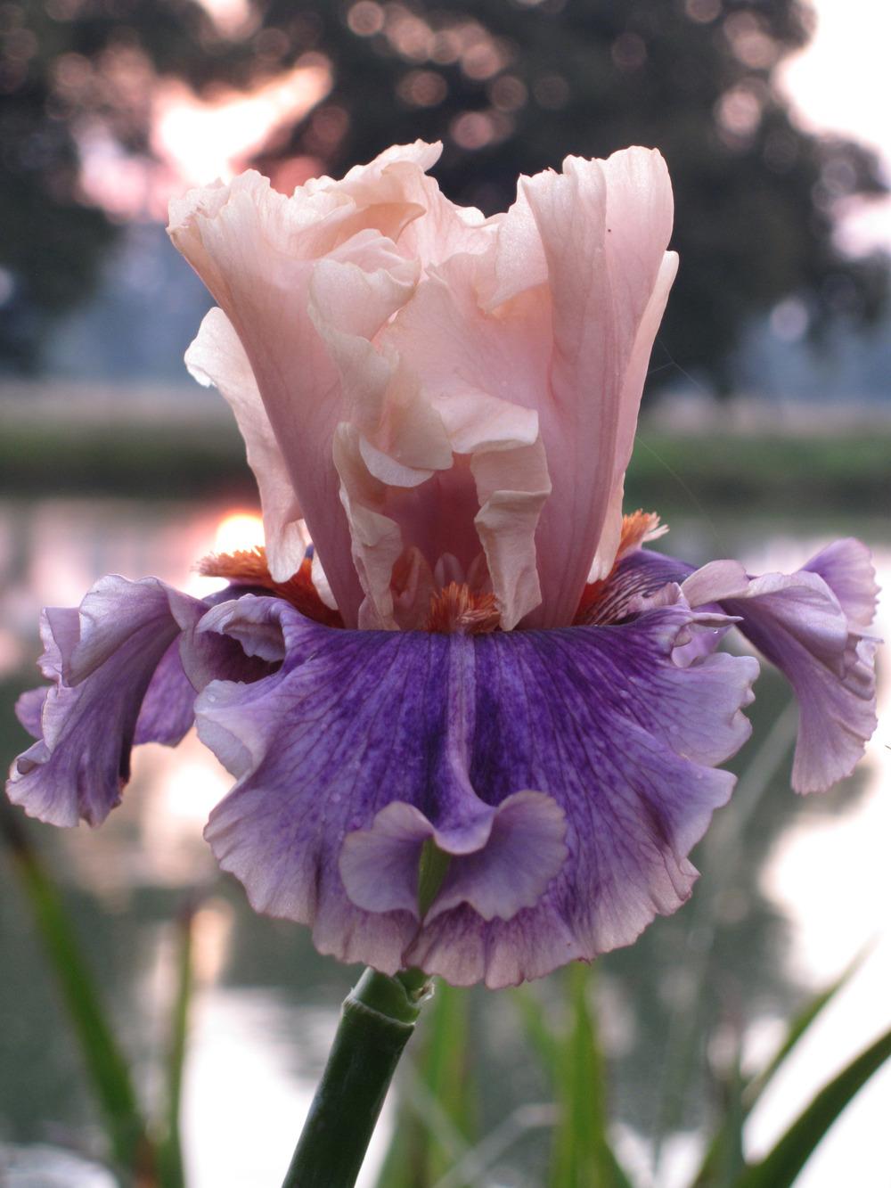 Photo of Tall Bearded Iris (Iris 'Paris Memory') uploaded by barashka