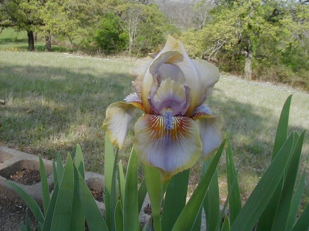 Photo of Arilbred Iris (Iris 'Childsong') uploaded by needrain