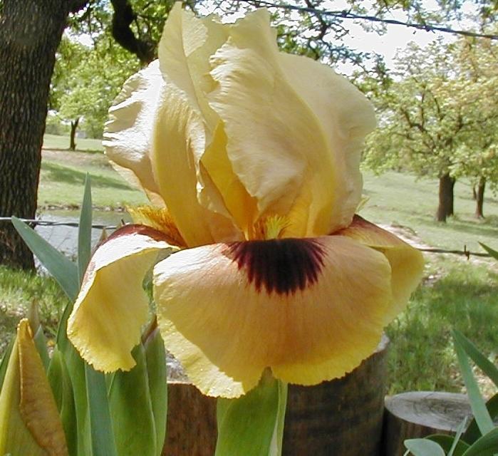 Photo of Arilbred Iris (Iris 'Surpassing Yellow') uploaded by needrain