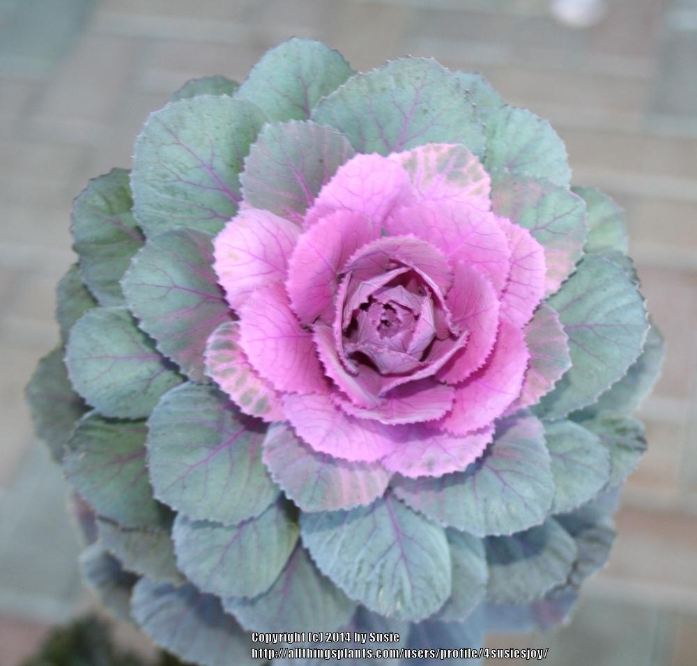 Photo of Flowering Cabbage (Brassica oleracea var. viridis 'Sunset') uploaded by 4susiesjoy