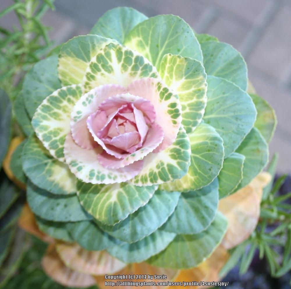 Photo of Flowering Cabbage (Brassica oleracea var. viridis 'Sunrise') uploaded by 4susiesjoy
