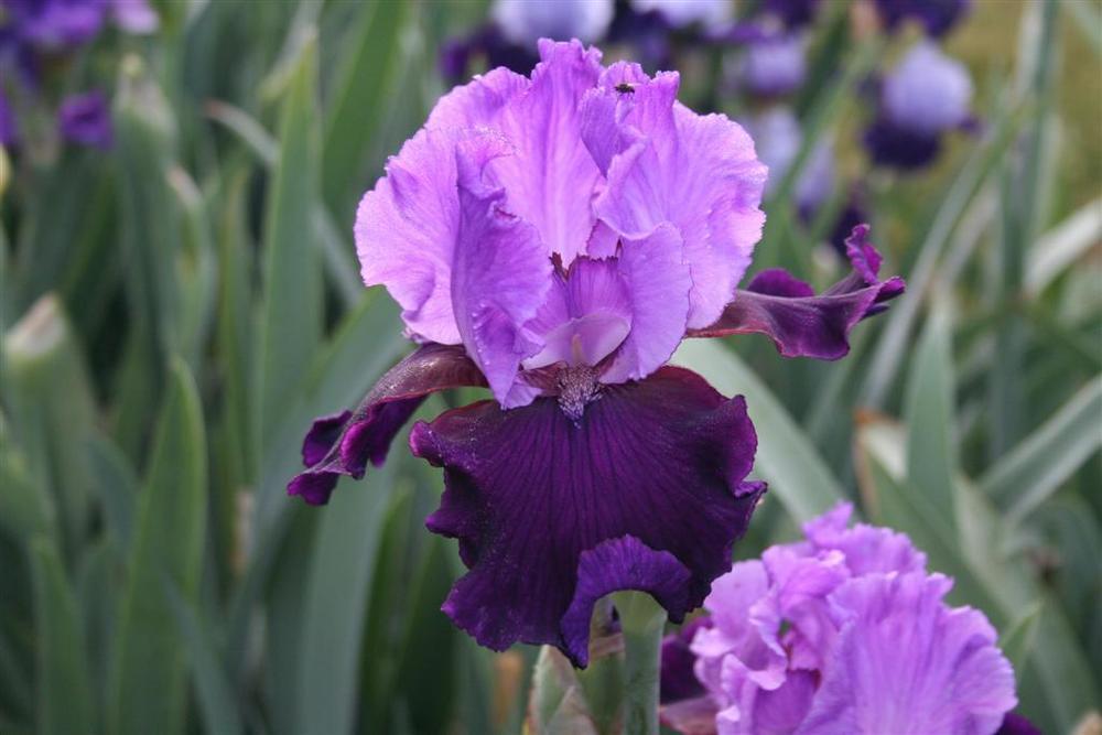 Photo of Tall Bearded Iris (Iris 'Strut') uploaded by KentPfeiffer