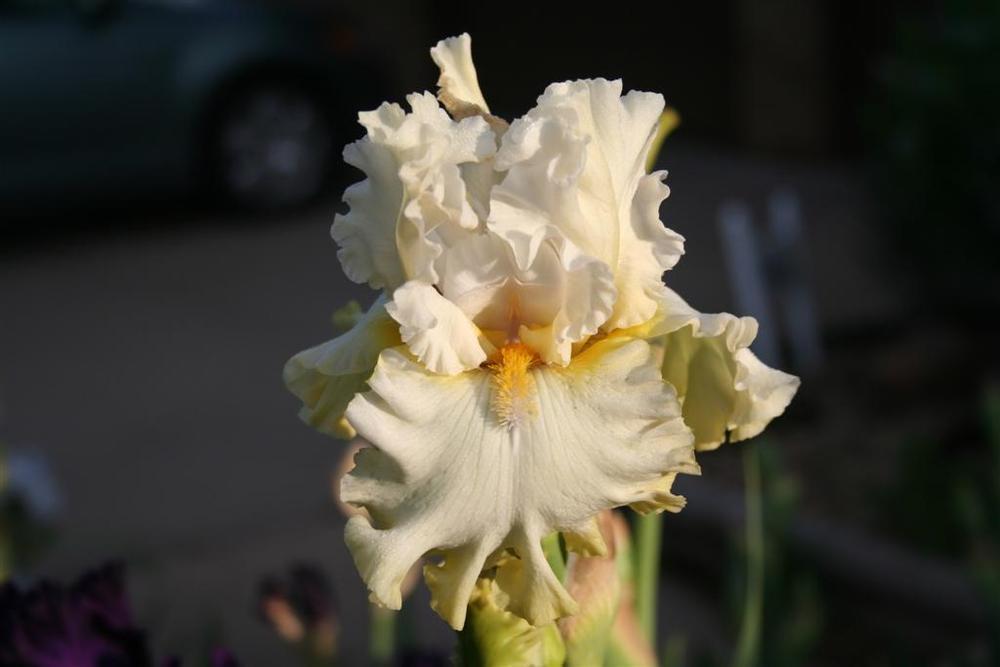 Photo of Tall Bearded Iris (Iris 'Sugar Bomb') uploaded by KentPfeiffer