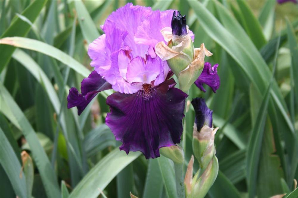 Photo of Tall Bearded Iris (Iris 'Strut') uploaded by KentPfeiffer