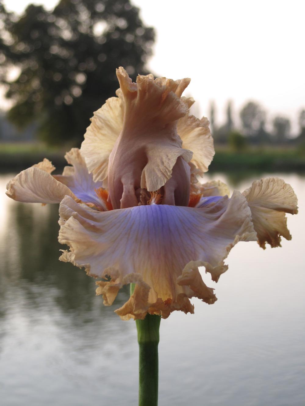 Photo of Tall Bearded Iris (Iris 'Nothing but Class') uploaded by barashka