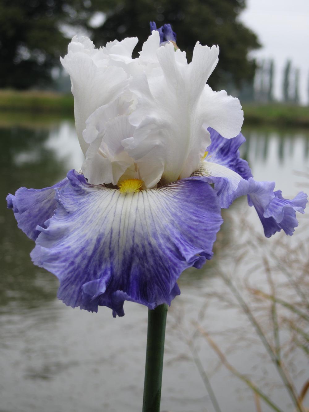 Photo of Tall Bearded Iris (Iris 'I'm a Hussy') uploaded by barashka
