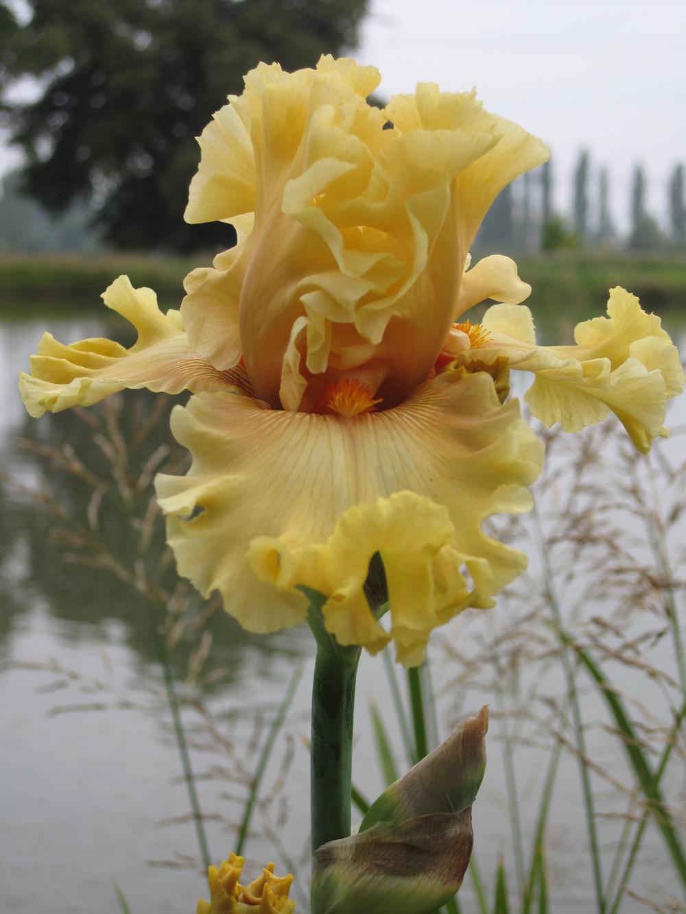 Photo of Tall Bearded Iris (Iris 'In Beauty') uploaded by barashka