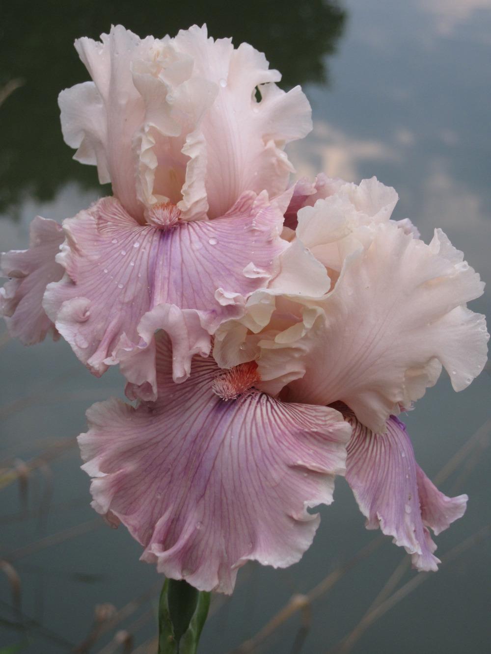 Photo of Tall Bearded Iris (Iris 'Cross My Heart') uploaded by barashka