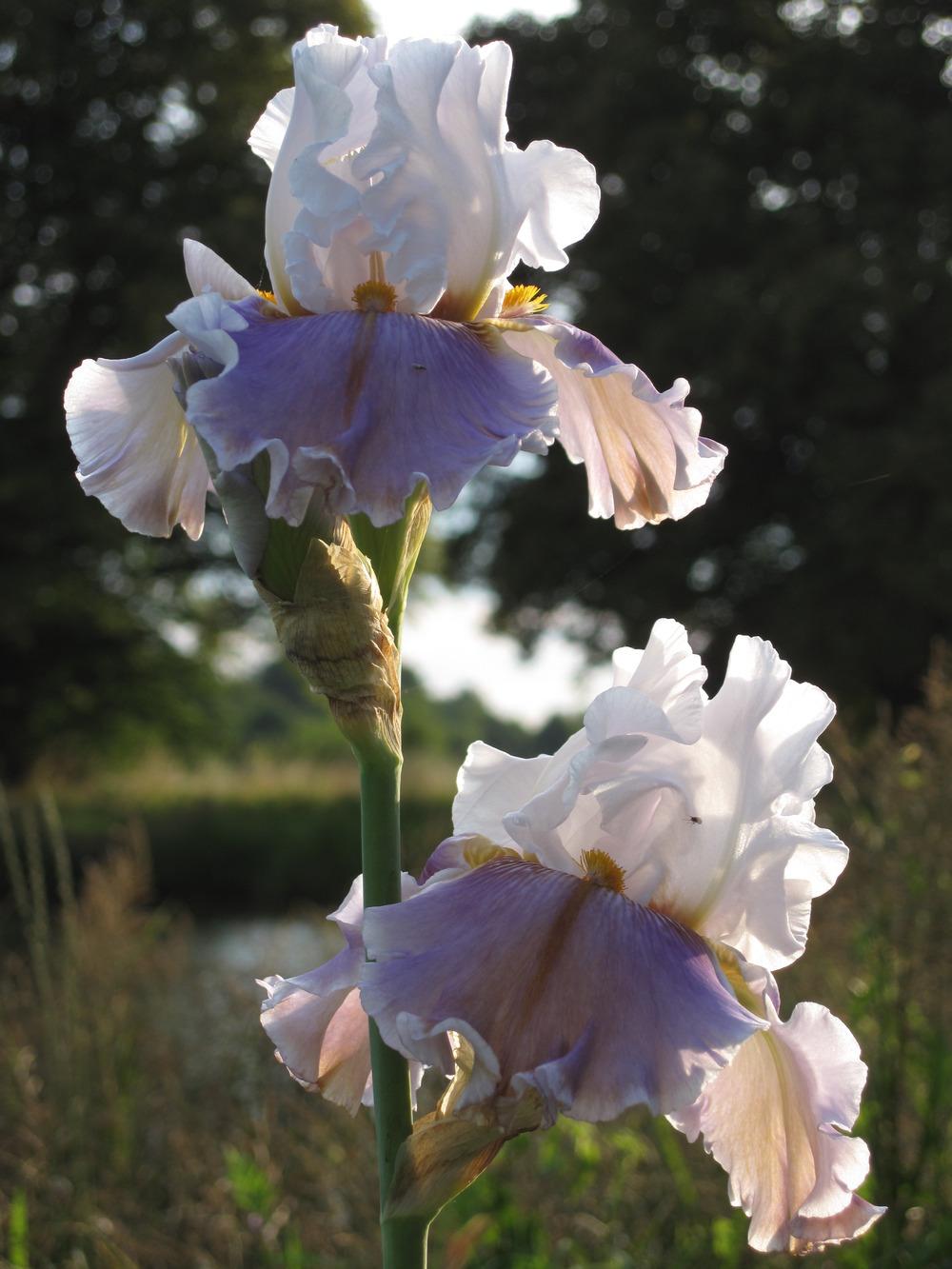 Photo of Tall Bearded Iris (Iris 'Hello Beautiful') uploaded by barashka