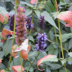 Location: West border
Date: October
Three full months of bloom from this wonderful agastache!