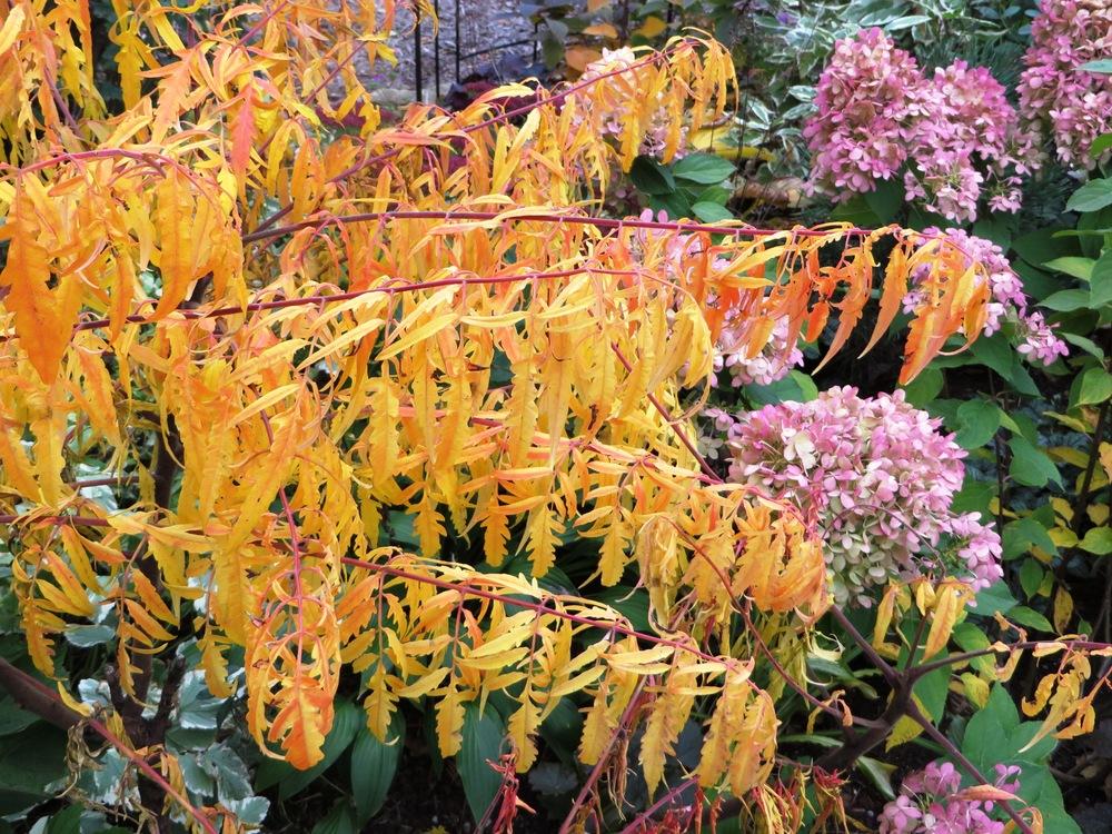 Photo of Staghorn Sumac (Rhus typhina Tiger Eyes®) uploaded by foraygardengirl