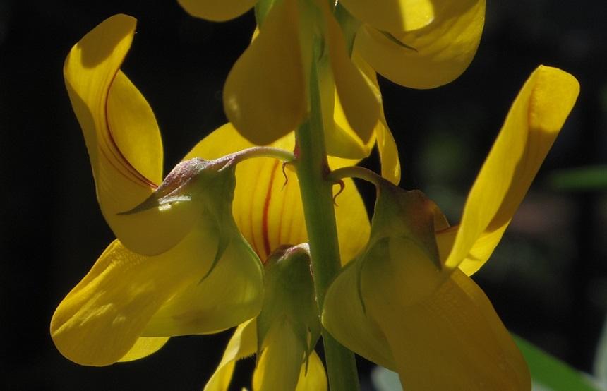 Photo of Chipilin (Crotalaria longirostrata) uploaded by greene
