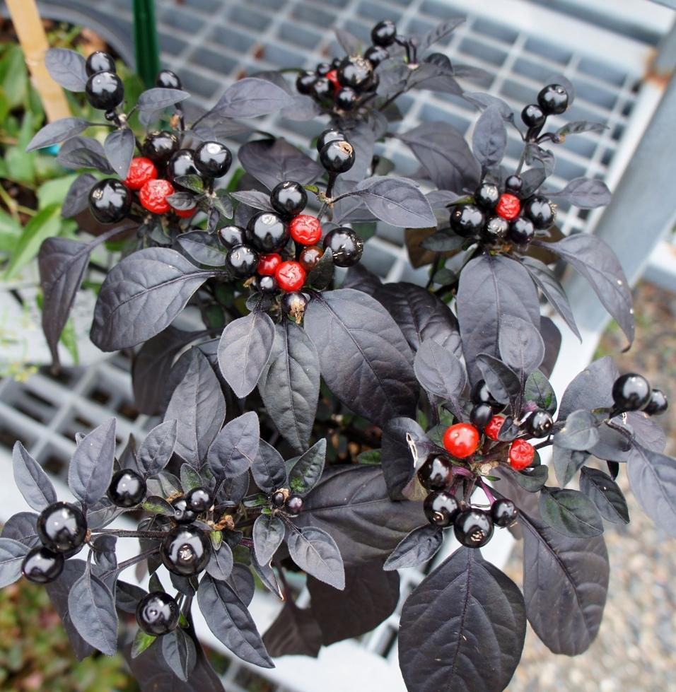Photo of Ornamental Pepper (Capsicum annuum 'Black Pearl') uploaded by skylark