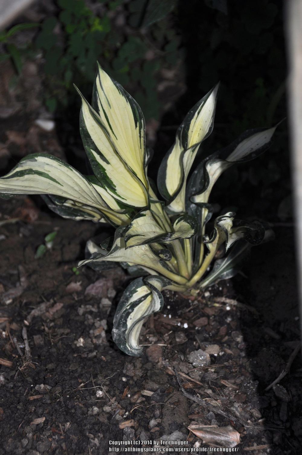 Photo of Hosta 'Fire and Ice' uploaded by treehugger