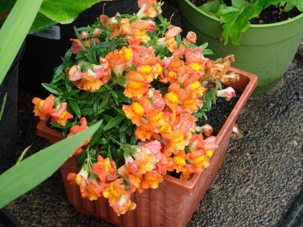 Photo of Snapdragon (Antirrhinum majus Solstice™ Orange Tricolor) uploaded by Joy