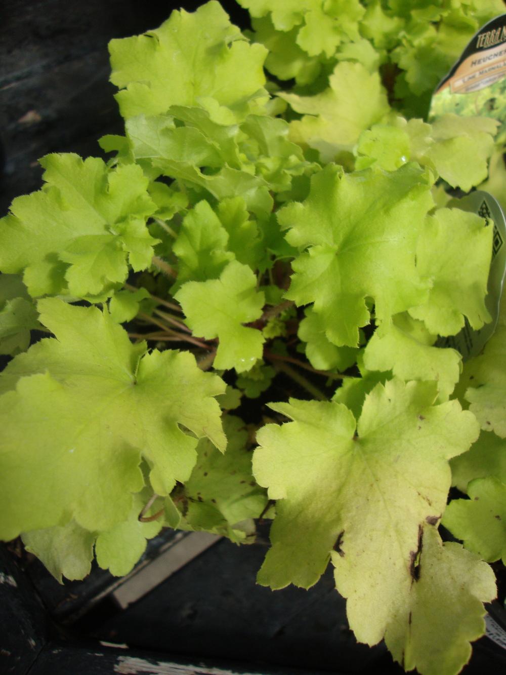 Photo of Coral Bells (Heuchera 'Lime Marmalade') uploaded by Paul2032