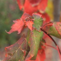 Location: Denver Metro CO
Date: 2014-10-21
Autumn leaves