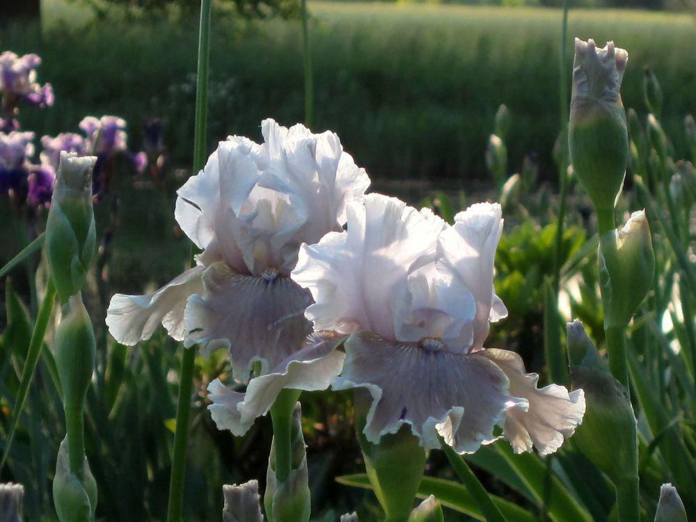 Photo of Tall Bearded Iris (Iris 'Lily My Love') uploaded by barashka