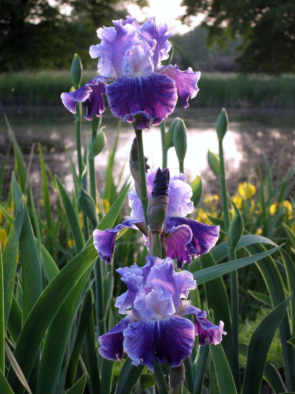 Photo of Tall Bearded Iris (Iris 'Fancy Dress') uploaded by barashka
