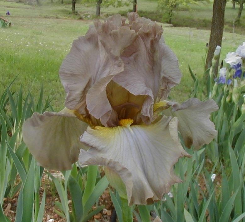 Photo of Tall Bearded Iris (Iris 'Silent Rain') uploaded by needrain