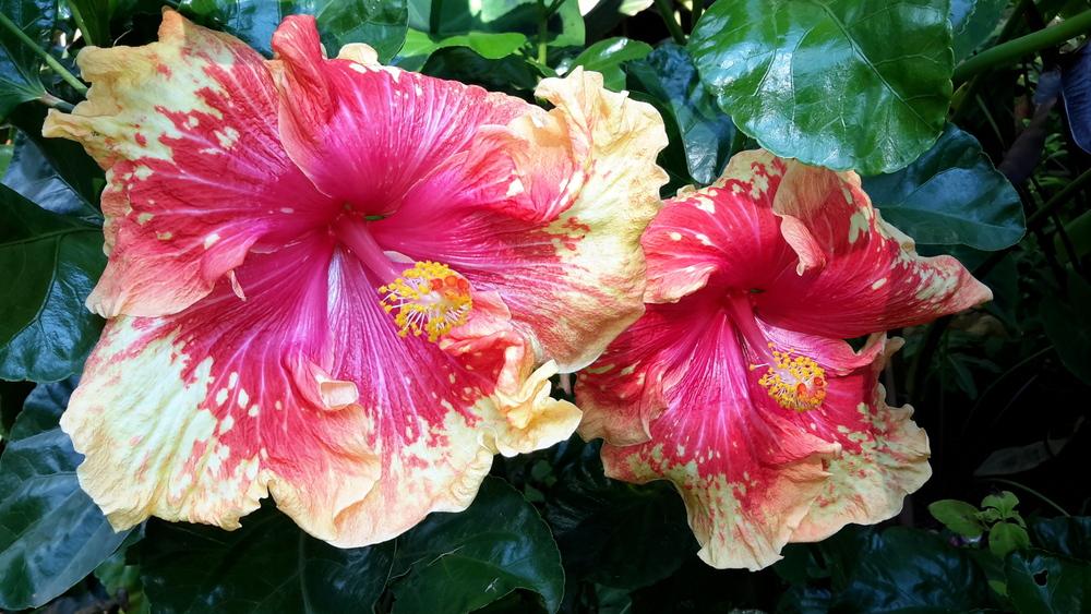 Photo of Hibiscus uploaded by tropicgirl