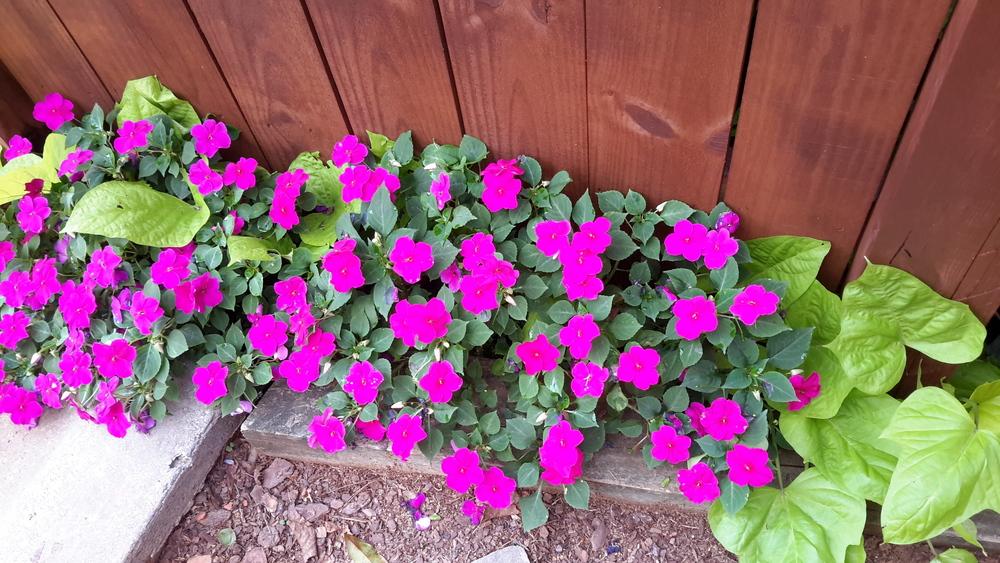 Photo of Busy Lizzy (Impatiens walleriana) uploaded by tropicgirl