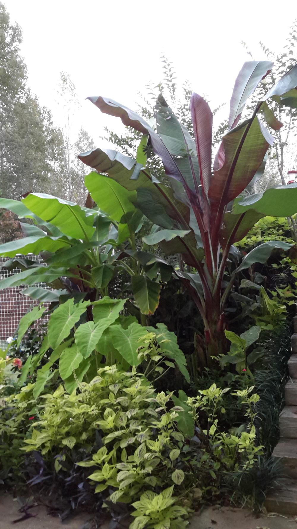 Photo of Red Abyssinian Banana (Ensete ventricosum 'Maurelii') uploaded by tropicgirl