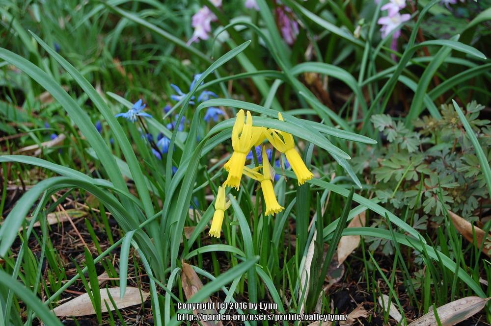 Photo of Cyclamen Daffodil (Narcissus cyclamineus) uploaded by valleylynn