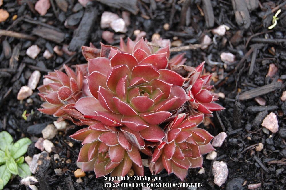 Photo of Hen and Chicks (Sempervivum 'Pacific Shadows') uploaded by valleylynn