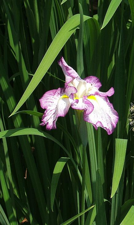 Photo of Japanese Iris (Iris ensata 'Stippled Ripples') uploaded by pirl