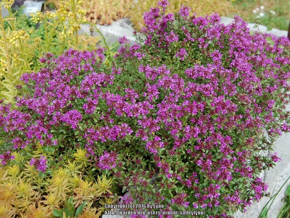 Photo of Red Creeping Thyme (Thymus praecox 'Coccineus') uploaded by valleylynn