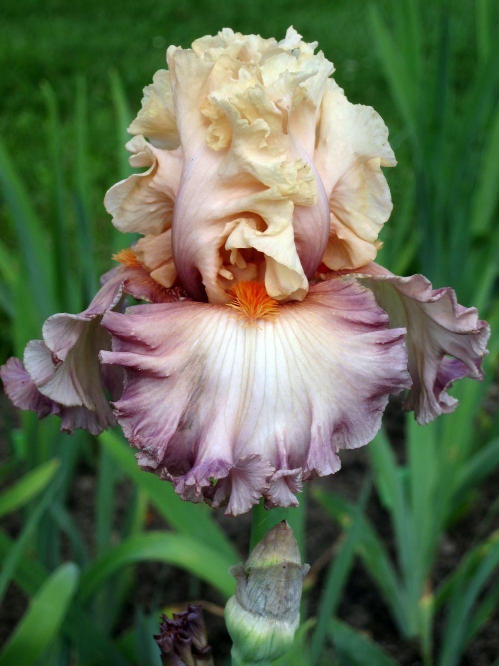 Photo of Tall Bearded Iris (Iris 'Poster Girl') uploaded by barashka