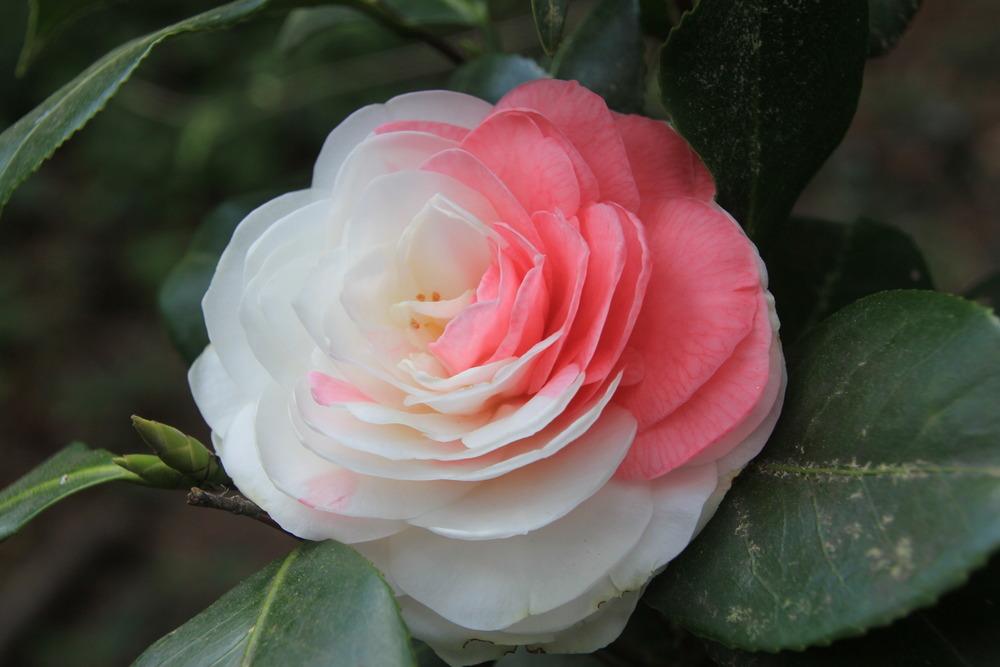 Photo of Camellias (Camellia) uploaded by memtraylor