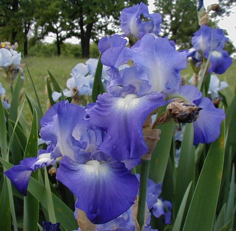 Photo of Tall Bearded Iris (Iris 'City Lights') uploaded by needrain