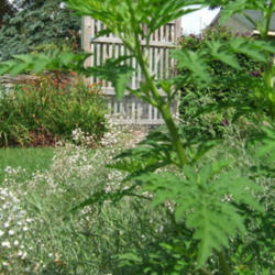 Location: Obelisk garden, full sun
Date: 2012-0810