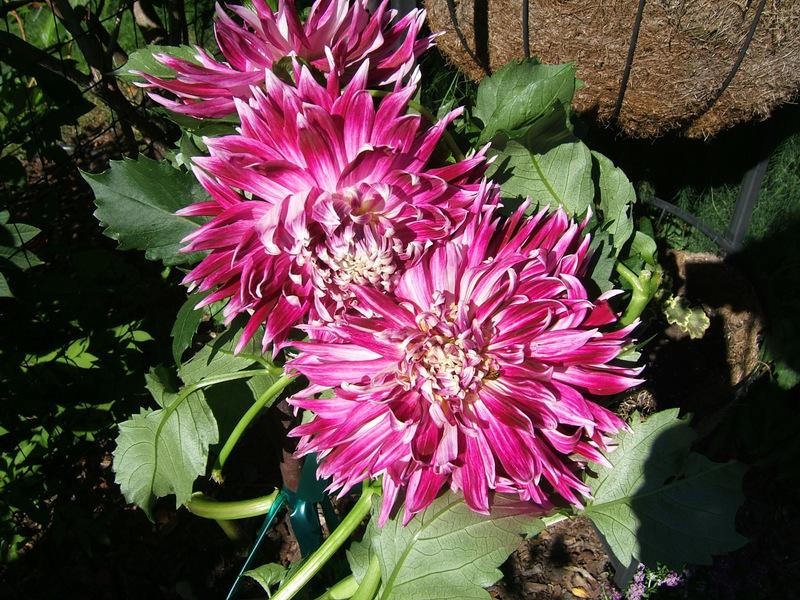 Photo of Dahlia 'Vancouver' uploaded by pirl