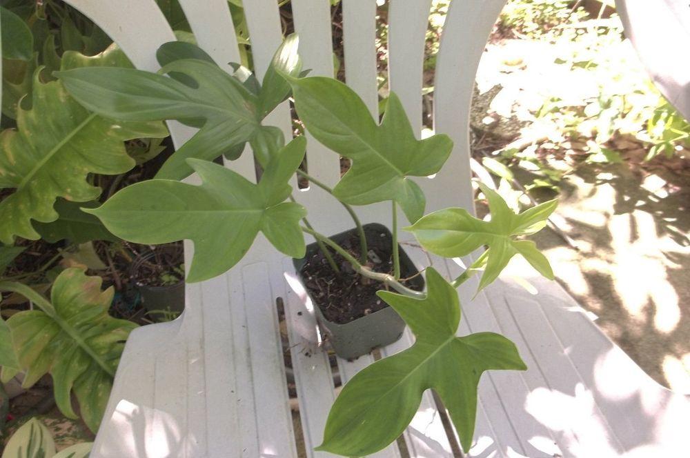 Photo of Oak Leaf Philodendron (Philodendron pedatum) uploaded by sunnyshine