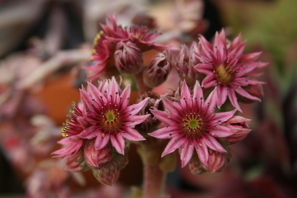 Photo of Hen and Chicks (Sempervivum 'Spring Beauty') uploaded by Calif_Sue