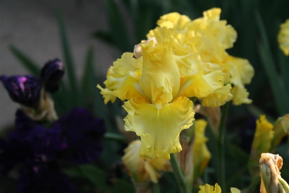 Photo of Tall Bearded Iris (Iris 'Sun Shine In') uploaded by KentPfeiffer